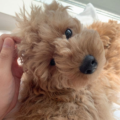 稲穂くんアップ