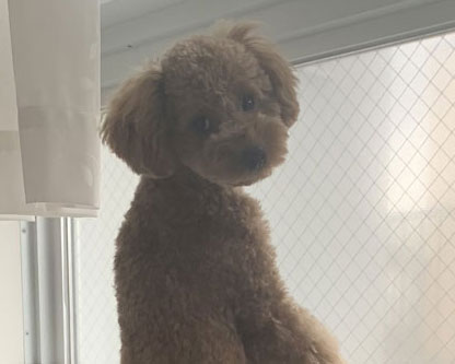 振り向き稲穂くんアップ