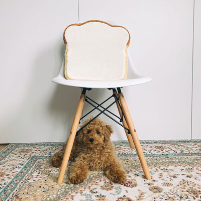 椅子の下稲穂くん