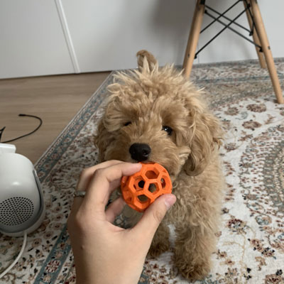 オレンジのボールと稲穂くん