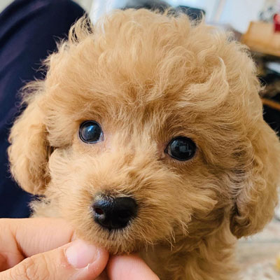 来たばかりの稲穂くんアップ