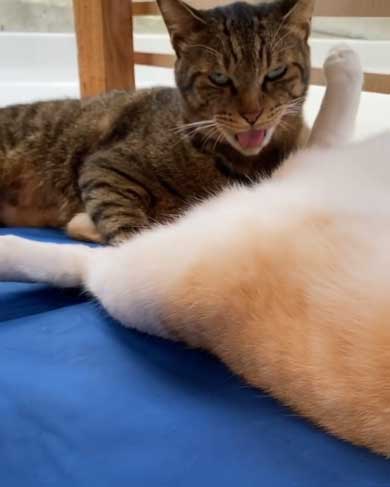 猫 くっさー 顔 衝撃 ニオイ 表情 フレーメン反応