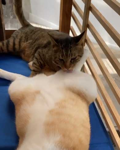 猫 くっさー 顔 衝撃 ニオイ 表情 フレーメン反応