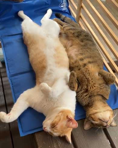 猫 くっさー 顔 衝撃 ニオイ 表情 フレーメン反応