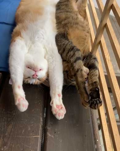 猫 くっさー 顔 衝撃 ニオイ 表情 フレーメン反応