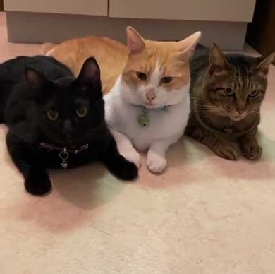 猫 くっさー 顔 衝撃 ニオイ 表情 フレーメン反応