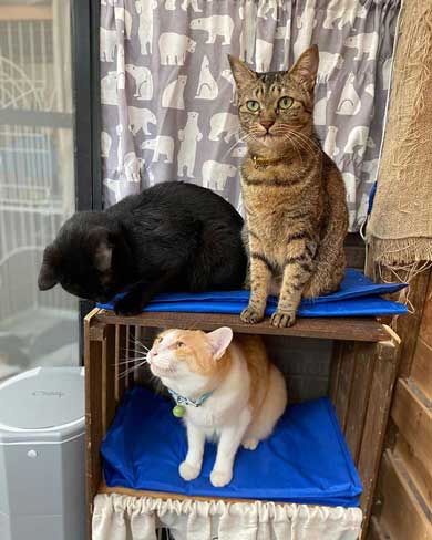 猫 くっさー 顔 衝撃 ニオイ 表情 フレーメン反応