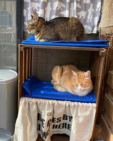 猫 くっさー 顔 衝撃 ニオイ 表情 フレーメン反応