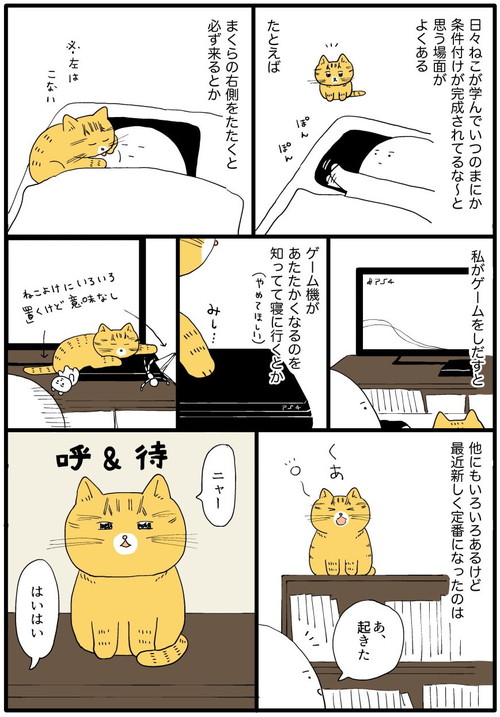 ネコちゃんの学び