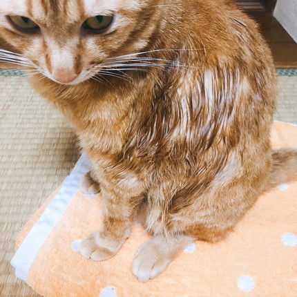 ぺろぺろいっぱいネコちゃん