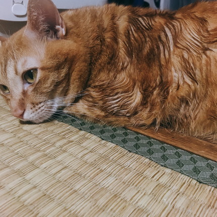 ぺろぺろいっぱいネコちゃん