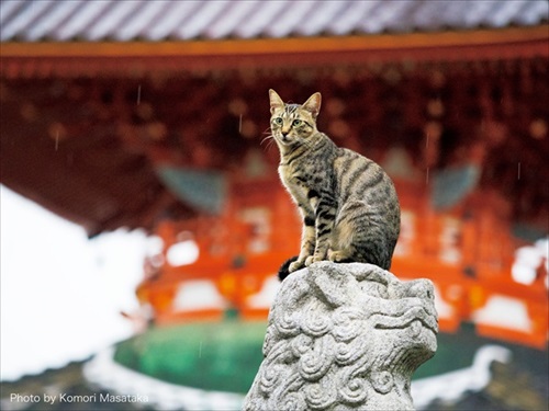 神様・仏様・お猫様カレンダー