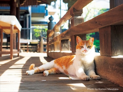 福を招きますニャ 神社仏閣で暮らす猫を集めた「お猫様