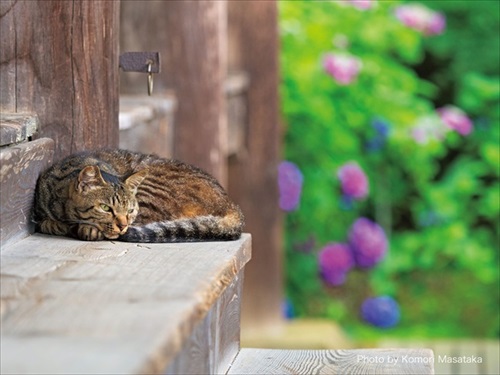 神様・仏様・お猫様カレンダー