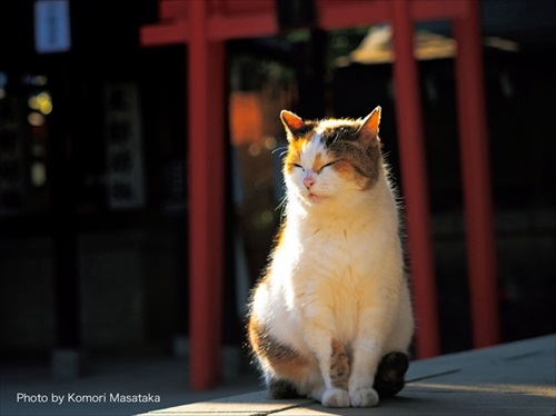 神様・仏様・お猫様カレンダー