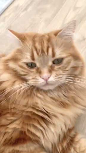 猫 あくびのついでに声でる かわいい ちくわ