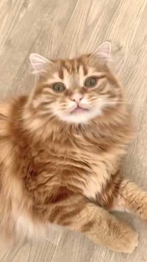 猫 あくびのついでに声でる かわいい ちくわ