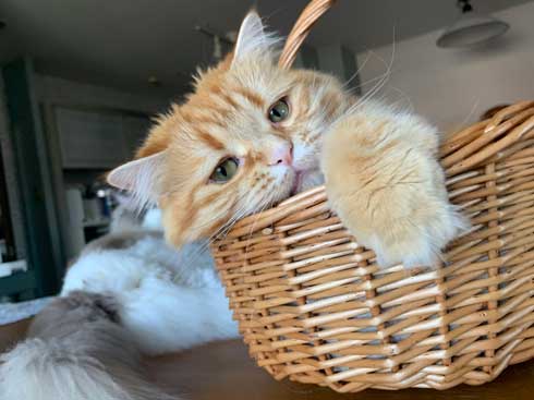 猫 あくびのついでに声でる かわいい ちくわ