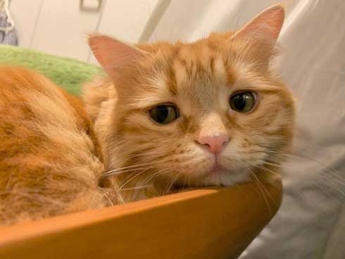 猫 あくびのついでに声でる かわいい ちくわ