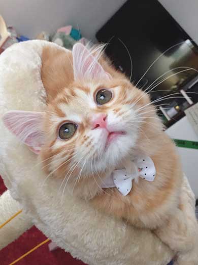 猫 あくびのついでに声でる かわいい ちくわ