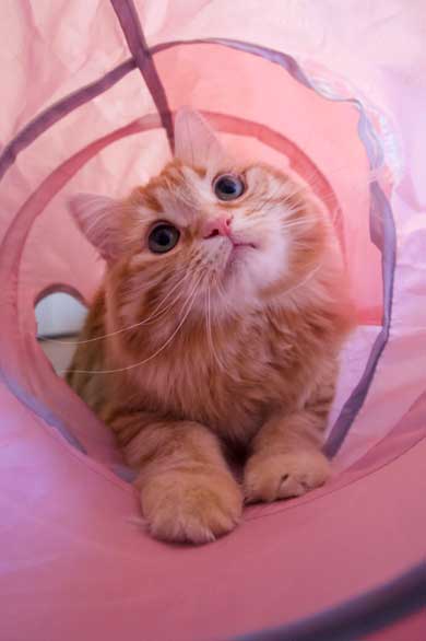 猫 あくびのついでに声でる かわいい ちくわ