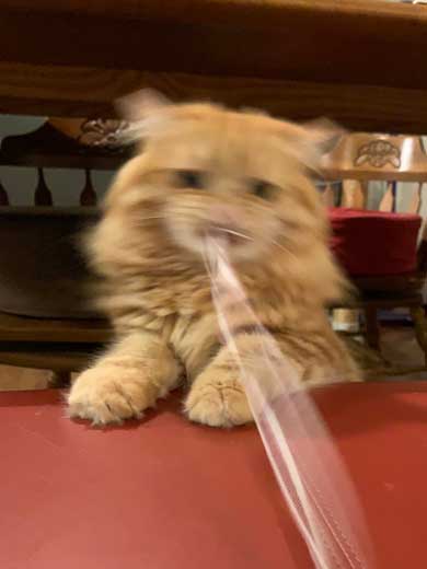 猫 あくびのついでに声でる かわいい ちくわ