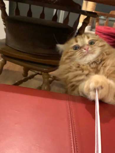 猫 あくびのついでに声でる かわいい ちくわ