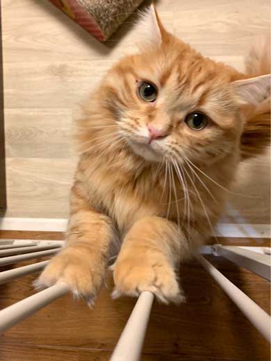 猫 あくびのついでに声でる かわいい ちくわ