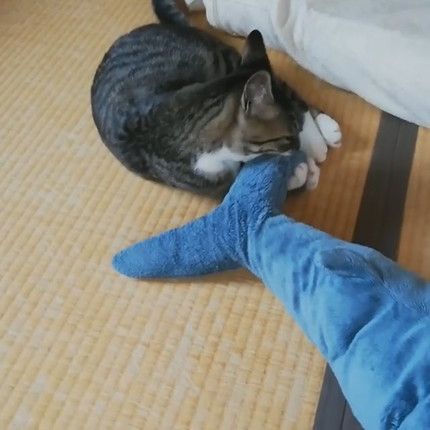 ぼくのサメなの