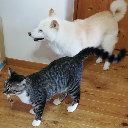 やさしいぴめちゃんとカルくん