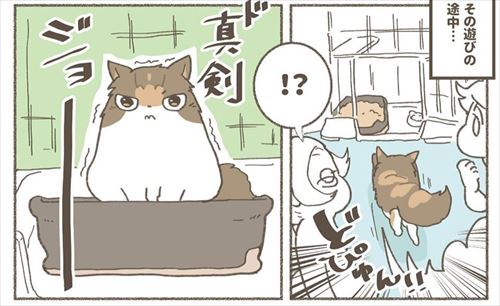 猫