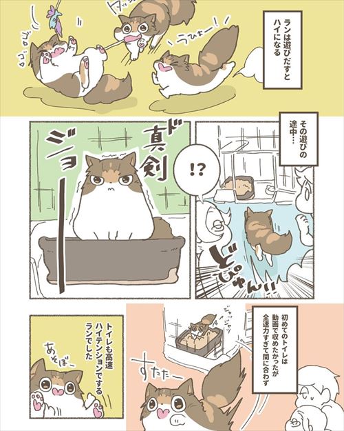 猫
