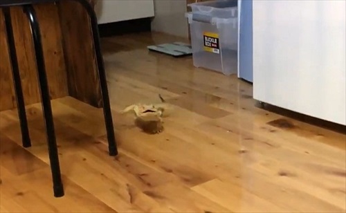 襲ってくるトカゲさん