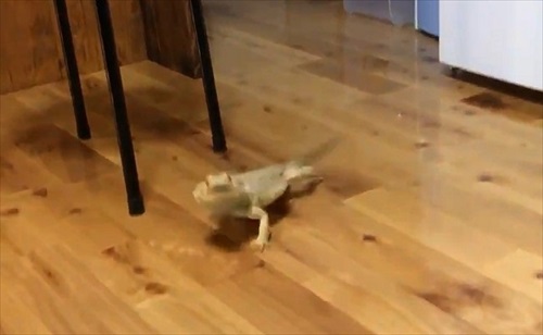 襲ってくるトカゲさん
