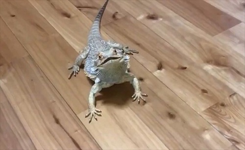 襲ってくるトカゲさん