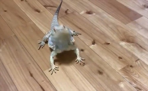 襲ってくるトカゲさん