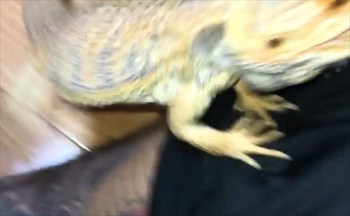 襲ってくるトカゲさん