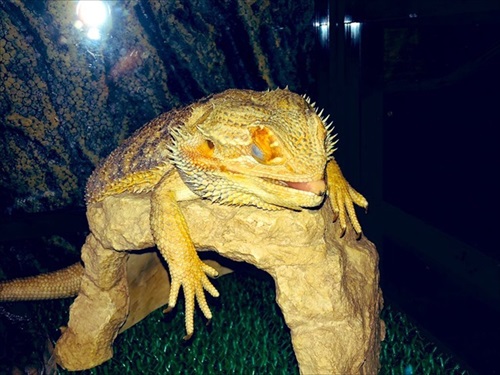 襲ってくるトカゲさん