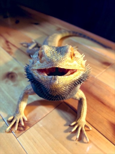 襲ってくるトカゲさん