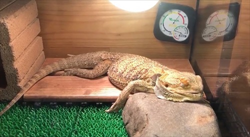 襲ってくるトカゲさん