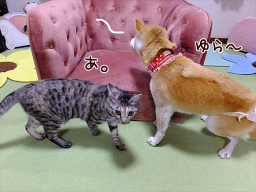 柴犬ひかりといちごと猫ミルキーときらら