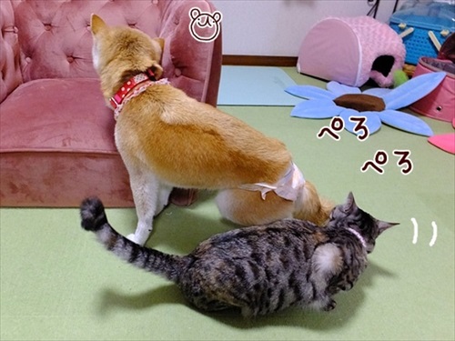柴犬ひかりといちごと猫ミルキーときらら