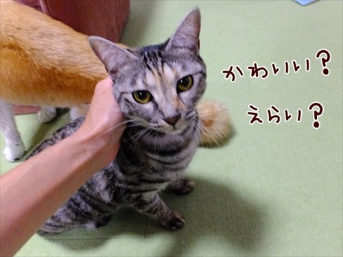 柴犬ひかりといちごと猫ミルキーときらら