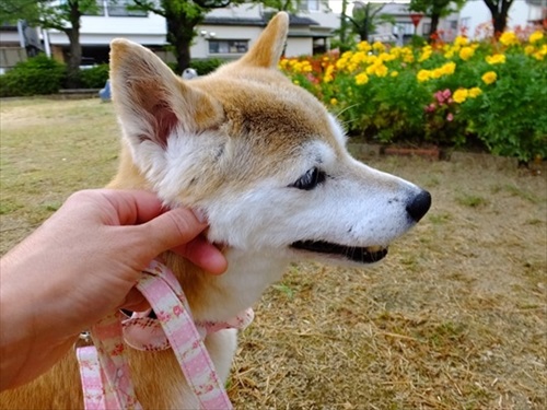 柴犬ひかりといちごと猫ミルキーときらら