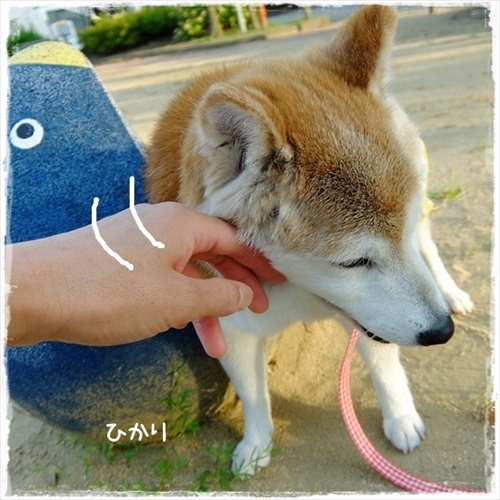 柴犬ひかりといちごと猫ミルキーときらら