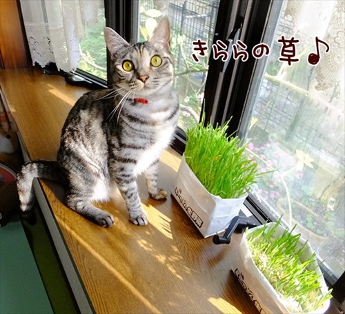 柴犬ひかりといちごと猫ミルキーときらら