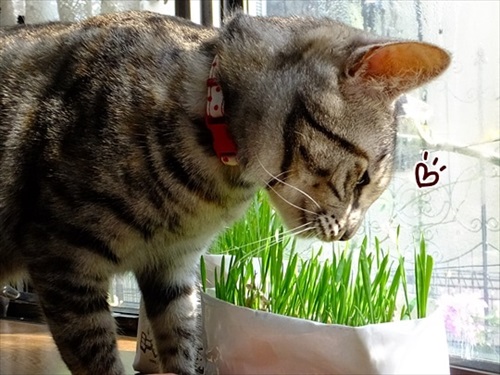 柴犬ひかりといちごと猫ミルキーときらら