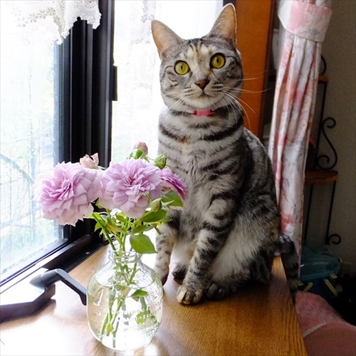 柴犬ひかりといちごと猫ミルキーときらら