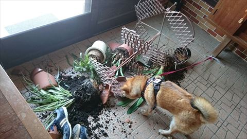 柴犬のイタズラ