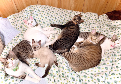 ひんやりお布団